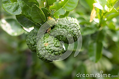 fresh kaffir lime Stock Photo