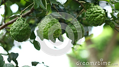 Fresh kaffir limeon the tree. Can be used for Thai food cooking Stock Photo