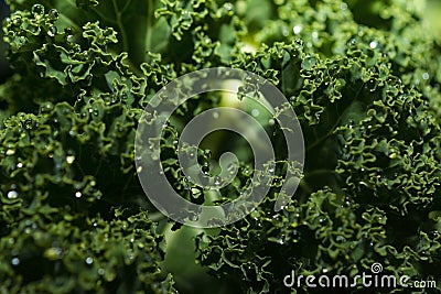 Fresh kale from the garden. Stock Photo