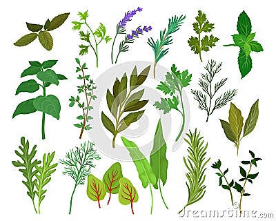 Fresh Kitchen Herbs Like Mint, Basil, Rosemary, Parsley, Oregano, Thyme and Bay Leaves Big Vector Set Vector Illustration