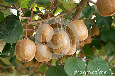 Fresh kiwis. Kiwifruit Actinidia Stock Photo