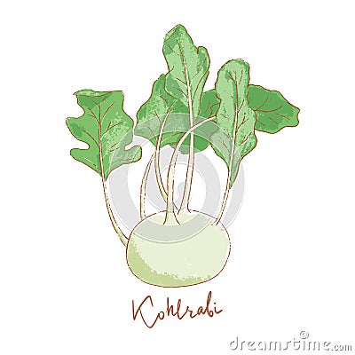 Fresh kohlrabi with green leaves isolated icon. Spring Rareripes. hastings, farm market Cartoon Illustration