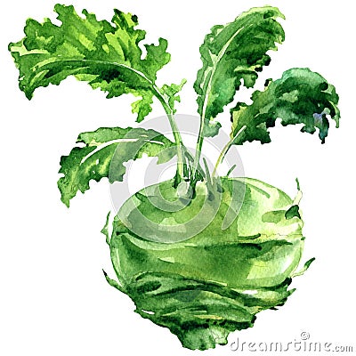 Fresh kohlrabi with green leaves isolated, watercolor illustration on white Cartoon Illustration
