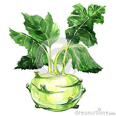 Fresh kohlrabi with green leaves on isolated white backround Stock Photo