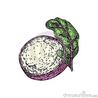 fresh kohlrabi green sketch hand drawn vector Vector Illustration