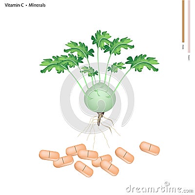 Fresh Kohlrabi with Vitamin C and Minerals Vector Illustration