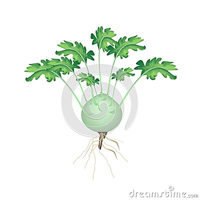 A Fresh Kohlrabi on A White Background Vector Illustration