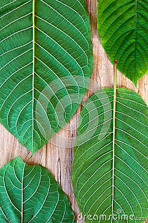 Fresh kratom leaves. Stock Photo