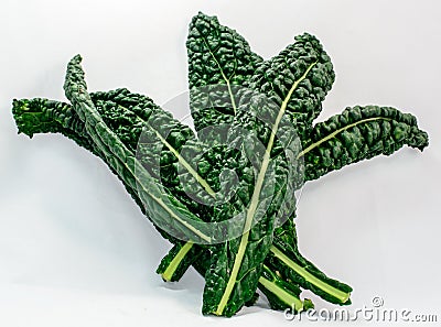 Fresh Lacinato Kale Leaves Stock Photo