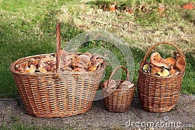 Fresh Lactarius deliciosus - also as the saffron milk cap and r Stock Photo