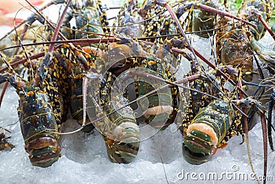 Fresh large lobster on ice counter sea delicacy Stock Photo