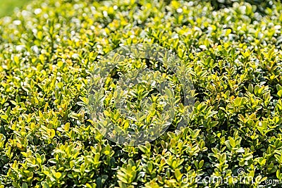 Fresh Laurel Bush Leaves Stock Photo