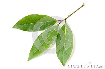 Fresh laurel leaf isolated on white background Stock Photo