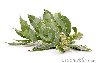 Fresh Laurel leaves branch Stock Photo
