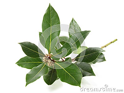 Fresh Laurel Twig on white Background - Isolated Stock Photo