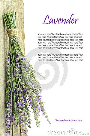 Fresh lavender Stock Photo