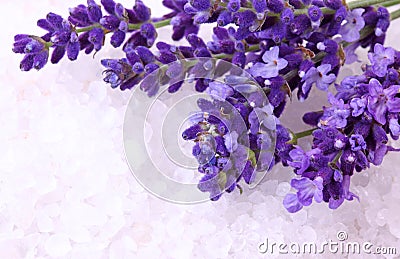 Fresh lavender Stock Photo