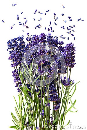 Fresh lavender flowers isolated on white Stock Photo