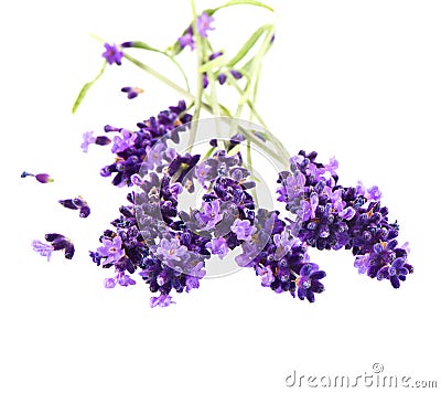 Fresh lavender flowers over white Stock Photo