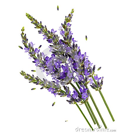 Fresh lavender flowers over white Stock Photo