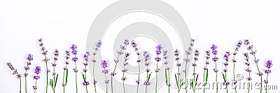 Fresh lavender flowers on a white background. Lavender flowers banner. Copy space. Stock Photo