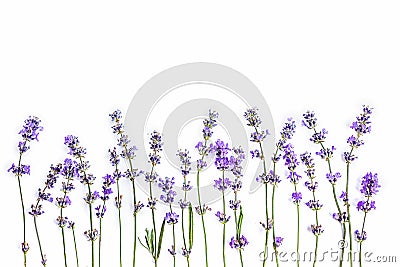 Fresh lavender flowers on a white background. Lavender flowers mock up. Copy space. Stock Photo