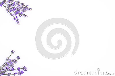 Fresh lavender flowers arranged on a white background. Lavender flowers mock up. Copy space. Minimal background concept. Stock Photo