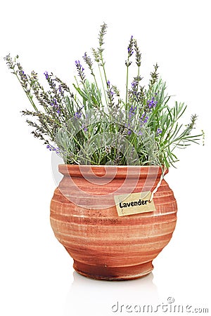 Fresh lavender plant Stock Photo