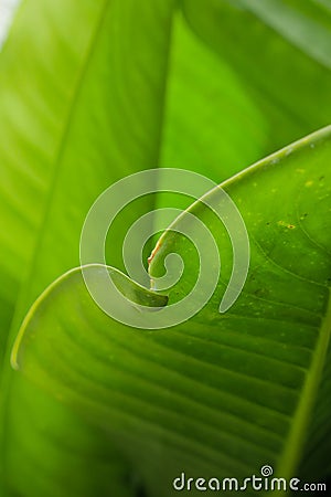 Fresh leaf background Stock Photo