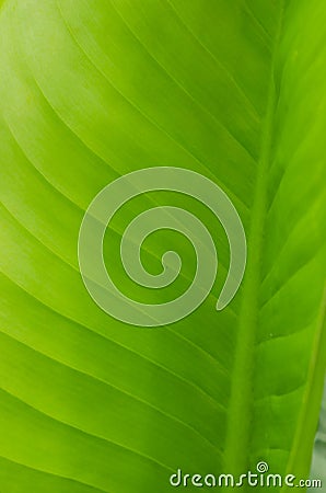 Fresh leaf background Stock Photo