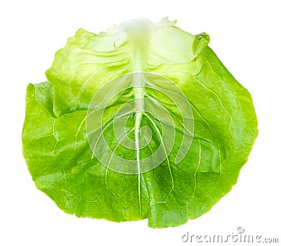 Fresh leaf of butterhead lettuce cutout on white Stock Photo