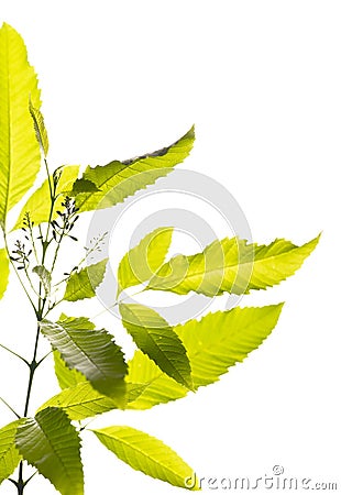 Fresh leaf Stock Photo