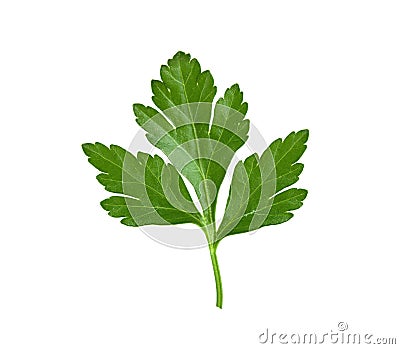 Fresh leaf herb parsley isolated Stock Photo