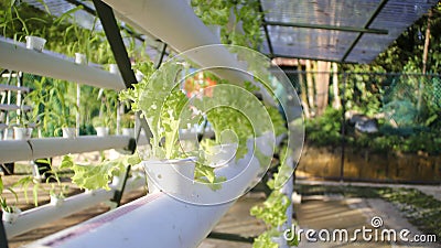Fresh leaf lettuce green vegetable plant by hydroponic method. Nutrient film transfer Hydroponic setup system idea. Modern Stock Photo