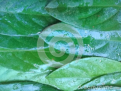 Fresh leaf photo with attractive colors and patterns and unique shapes Stock Photo