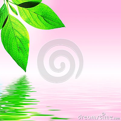 Fresh Leaf, Pink Sky and Water Stock Photo