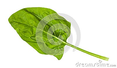 fresh leaf of spinach herb isolated on white Stock Photo
