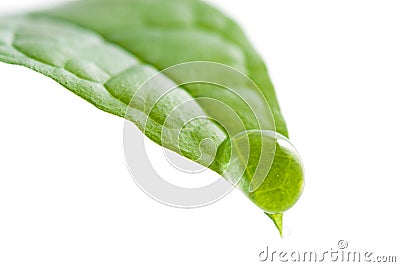 Fresh leaf with water droplet Stock Photo