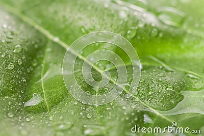 Fresh leaf with water raindrops natural macro wallpaper Stock Photo