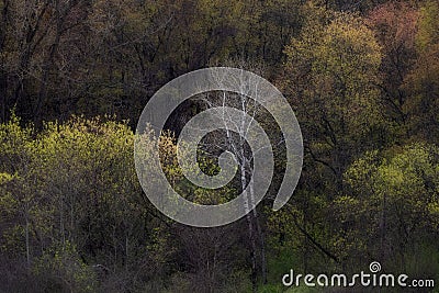 Fresh leafs blooming on trees during spring time in Michigan contryside Stock Photo