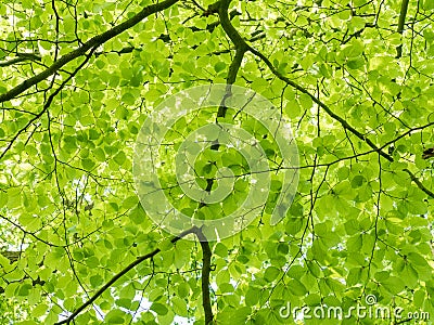 Fresh leaves on a beech tree Stock Photo