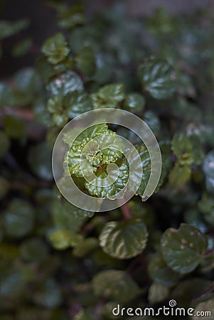 Plectranthus verticillatus close up Stock Photo