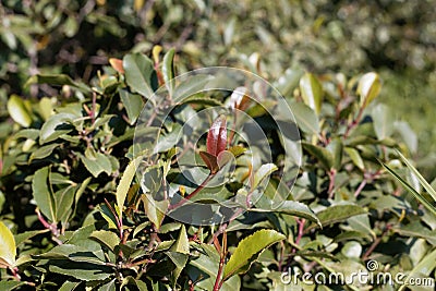 Fresh leaves of a Khat or qat bush, Catha edulis Stock Photo