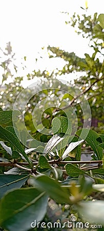 fresh leaves in the morning so it gives a very beautiful impression Stock Photo