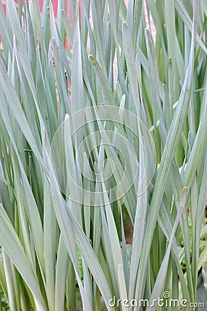 Fresh leaves plant Stock Photo