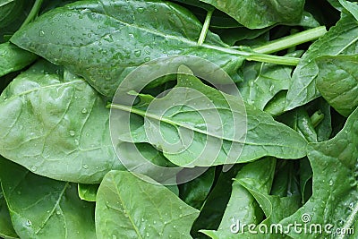 Fresh leaves spinach with water drops Stock Photo