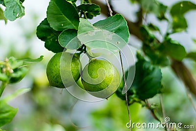 Fresh lemon on tree Stock Photo