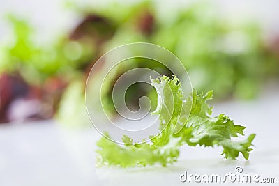 Fresh lettuce Stock Photo