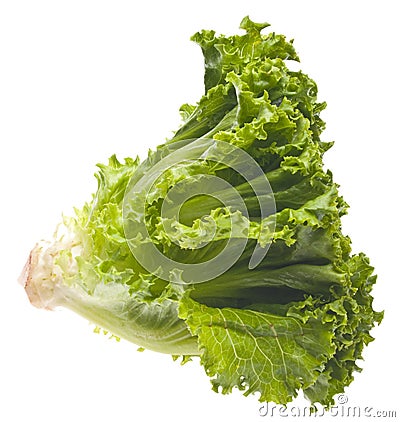 Fresh Lettuce Stock Photo