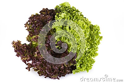 Fresh lettuce Stock Photo